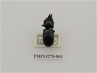 藏品(三叉角黑豔蟲)的圖片